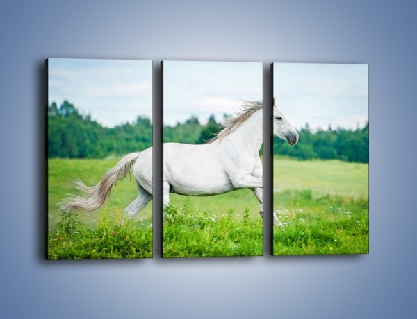 Obraz na płótnie – Biały koń i leśna polana – trzyczęściowy Z317W2