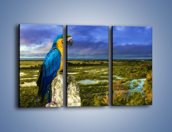 Obraz na płótnie – Papuga w kolorze wzburzonego nieba – trzyczęściowy Z320W2
