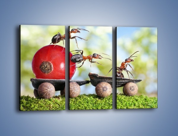 Obraz na płótnie – Mrówki i ich powóz – trzyczęściowy Z325W2