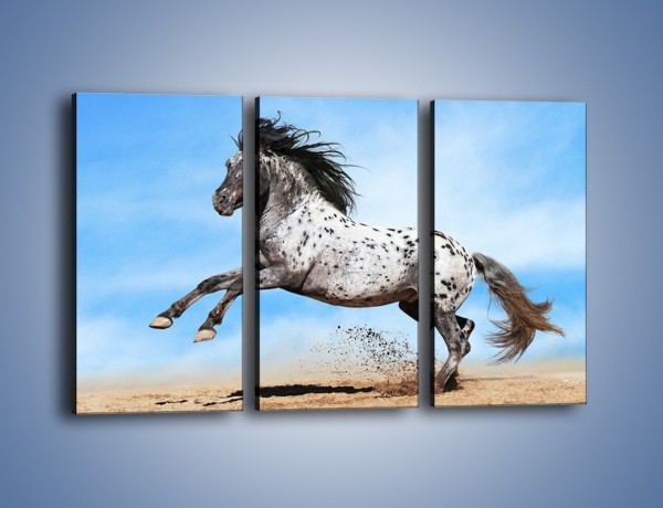 Obraz na płótnie – Rzadko spotykany okaz konia – trzyczęściowy Z329W2