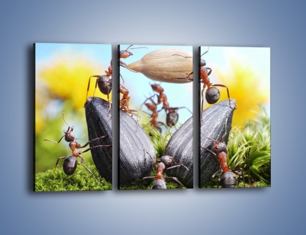 Obraz na płótnie – Mrówki na mchu – trzyczęściowy Z331W2