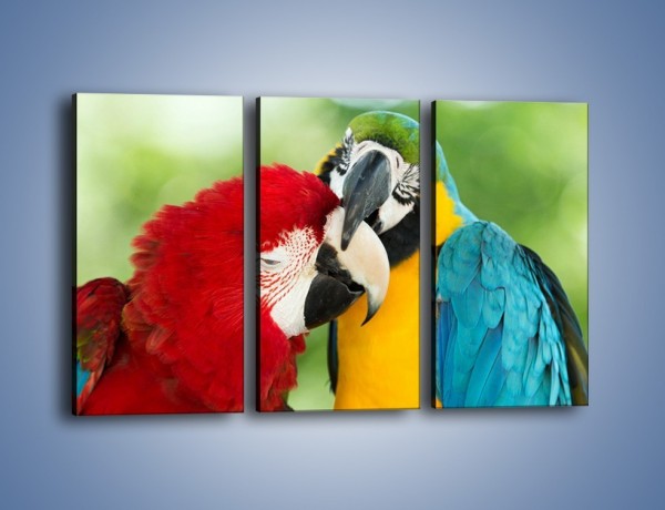 Obraz na płótnie – Miłość między papugami – trzyczęściowy Z333W2