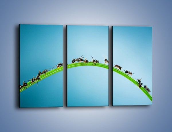 Obraz na płótnie – Mrówki na zielonym moście – trzyczęściowy Z336W2