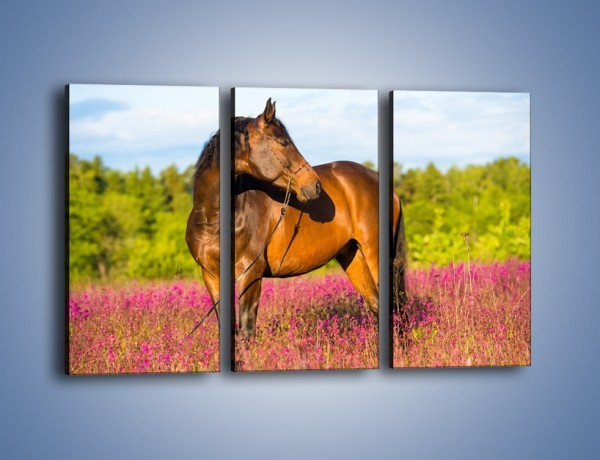 Obraz na płótnie – Koń w lawendowym polu – trzyczęściowy Z340W2