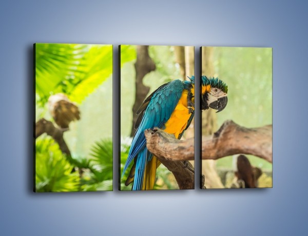 Obraz na płótnie – Zła potargana papuga – trzyczęściowy Z345W2