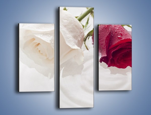 Obraz na płótnie – Róża biała czy czerwona – trzyczęściowy K077W3