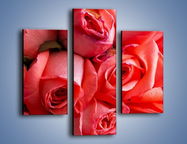 Obraz na płótnie – Tylko widoczne róże – trzyczęściowy K1004W3