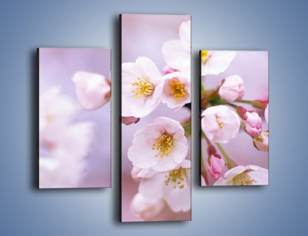 Obraz na płótnie – Gałązka kwiatów jabłoni – trzyczęściowy K102W3