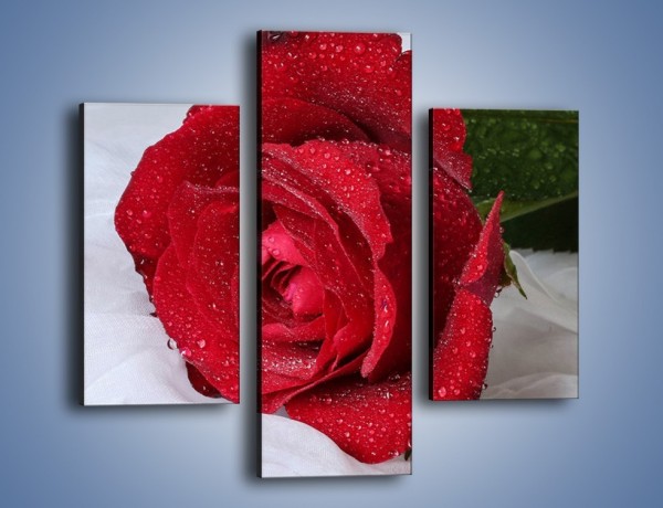 Obraz na płótnie – Bordowa róża na białej pościeli – trzyczęściowy K1023W3