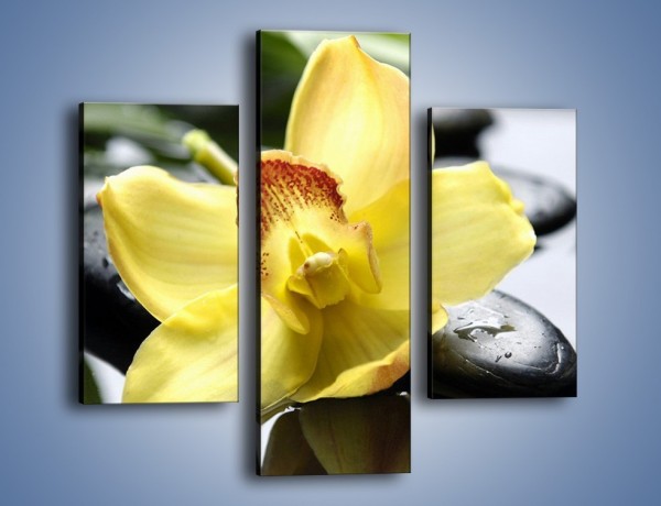 Obraz na płótnie – Żółty kwiat na mokrych kamieniach – trzyczęściowy K155W3