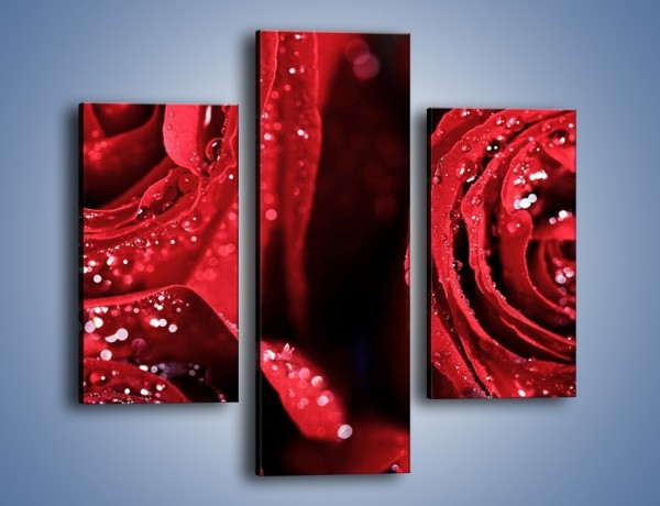 Obraz na płótnie – Róża czerwona jak wino – trzyczęściowy K170W3