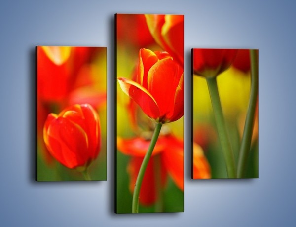 Obraz na płótnie – Wyraźny charakter tulipanów – trzyczęściowy K349W3