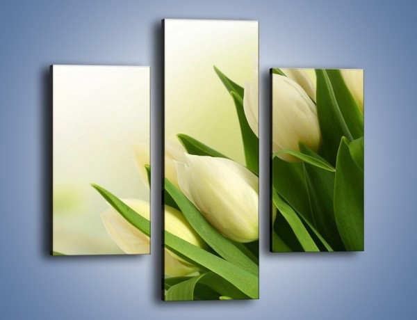 Obraz na płótnie – Białe tulipany na zgodę – trzyczęściowy K400W3