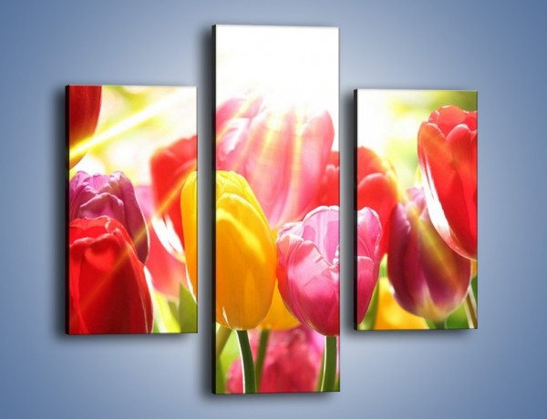 Obraz na płótnie – Bajecznie słoneczne tulipany – trzyczęściowy K428W3