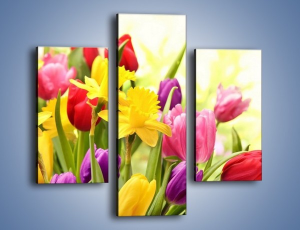 Obraz na płótnie – Żonkile wśród tulipanów – trzyczęściowy K430W3