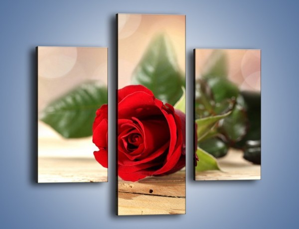 Obraz na płótnie – Stęskniona róża – trzyczęściowy K505W3