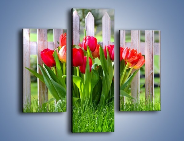 Obraz na płótnie – Tulipanki przy płocie – trzyczęściowy K554W3