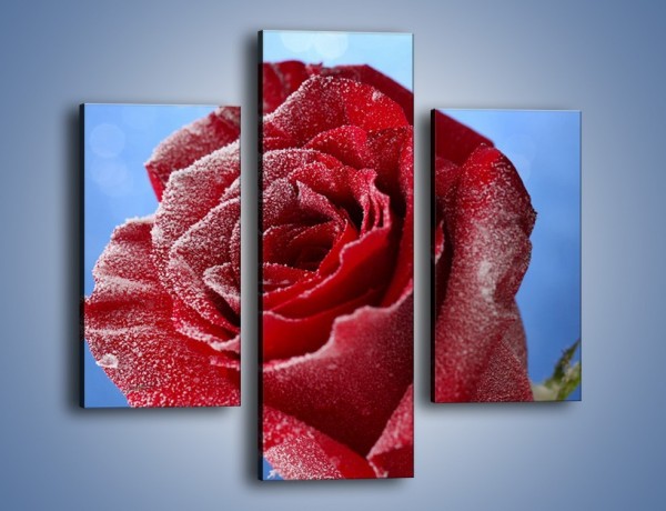 Obraz na płótnie – Róża w chłodne dni – trzyczęściowy K597W3