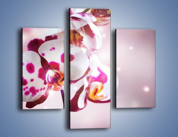Obraz na płótnie – Storczyk w różowych plamkach – trzyczęściowy K607W3