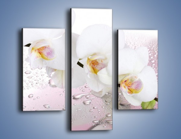 Obraz na płótnie – Czysta biel kwiata po deszczu – trzyczęściowy K618W3