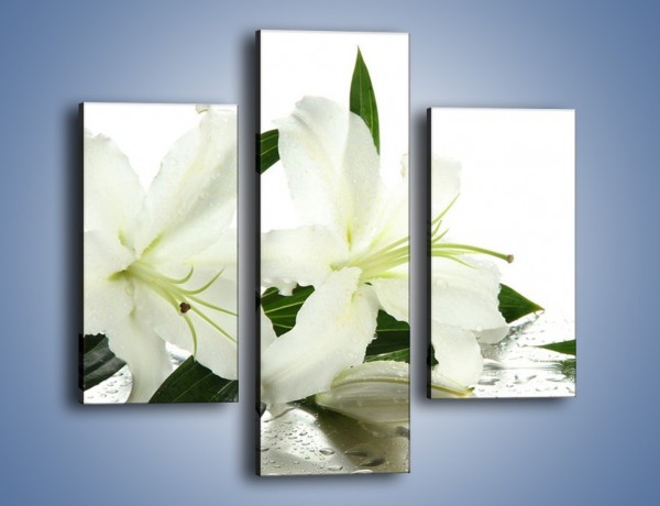 Obraz na płótnie – Czysta biel kwiatów – trzyczęściowy K633W3