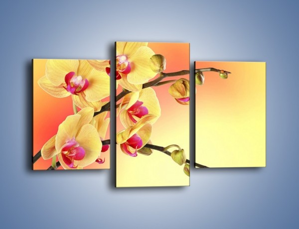 Obraz na płótnie – Kwiat w kolorze grejfruta – trzyczęściowy K649W3