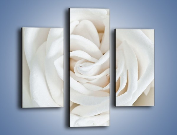 Obraz na płótnie – Biel róży za dnia – trzyczęściowy K709W3