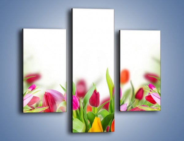 Obraz na płótnie – Tulipanowe bukieciki – trzyczęściowy K763W3