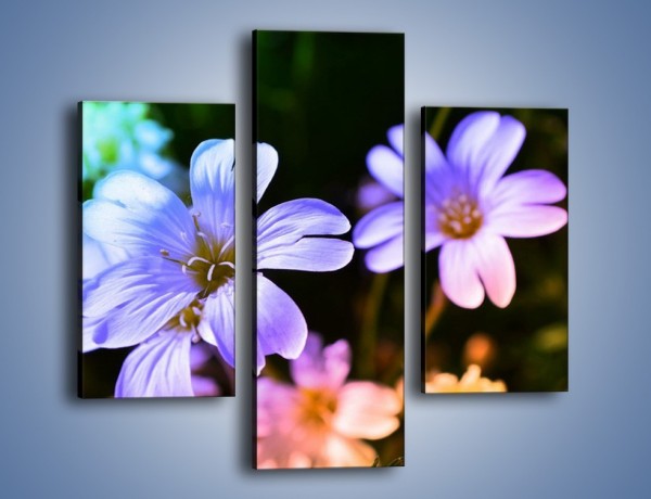 Obraz na płótnie – Niebieskie główki kwiatuszków – trzyczęściowy K769W3