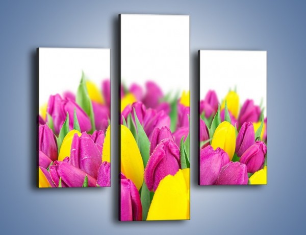 Obraz na płótnie – Bukiet fioletowo-żółtych tulipanów – trzyczęściowy K778W3