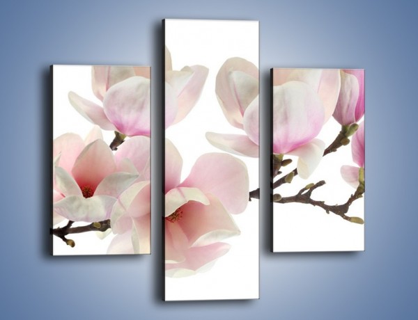 Obraz na płótnie – Zerwana gałązka magnolii – trzyczęściowy K780W3