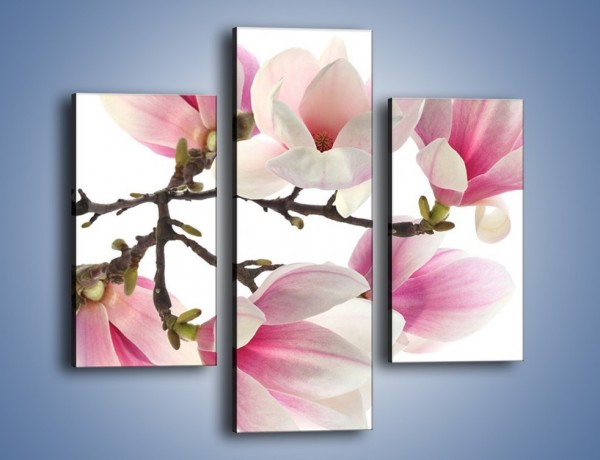 Obraz na płótnie – Wirujące kwiaty magnolii – trzyczęściowy K781W3