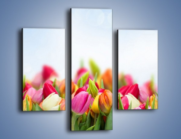 Obraz na płótnie – Ogrzane w słońcu tulipany – trzyczęściowy K792W3
