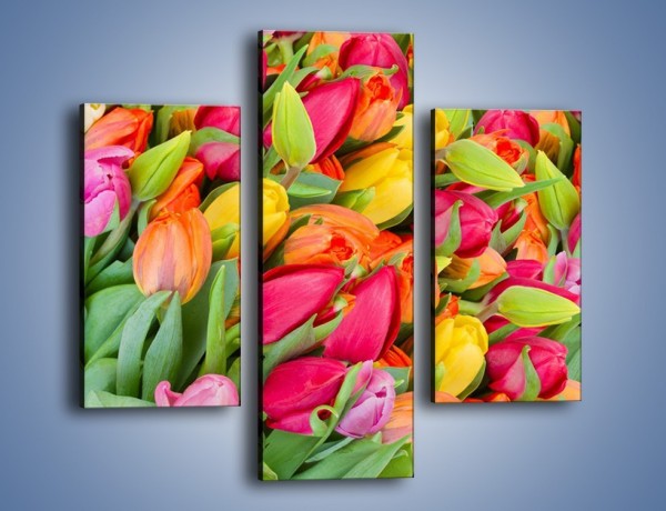 Obraz na płótnie – Ścięte pole tulipanów – trzyczęściowy K803W3