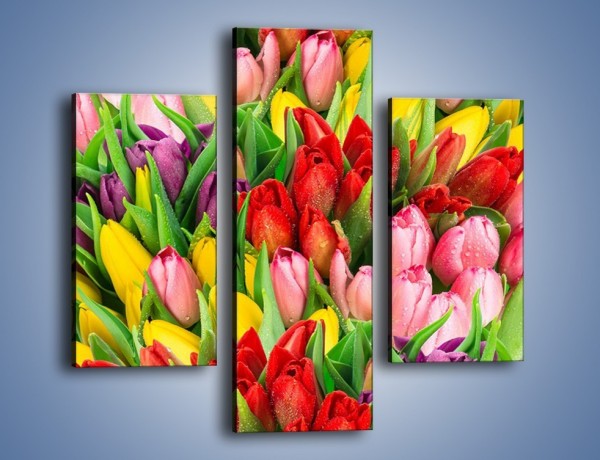 Obraz na płótnie – Cały widok w tulipanach – trzyczęściowy K804W3