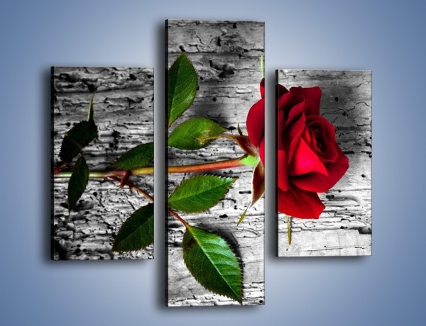 Obraz na płótnie – Róża na surowym tle – trzyczęściowy K843W3