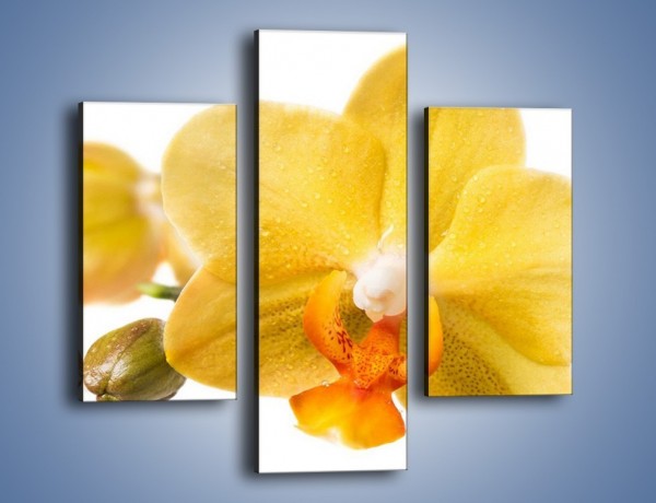 Obraz na płótnie – Kwiat jak soczysta pomarańcza – trzyczęściowy K851W3