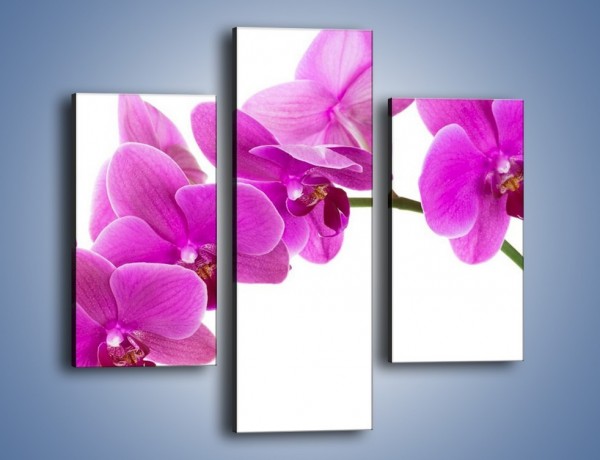 Obraz na płótnie – Kwiaty w lewą stronę – trzyczęściowy K853W3