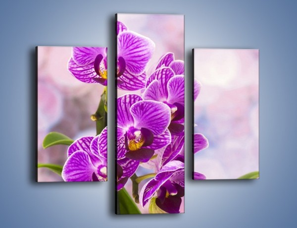 Obraz na płótnie – Storczyk i fioletowe tło – trzyczęściowy K863W3