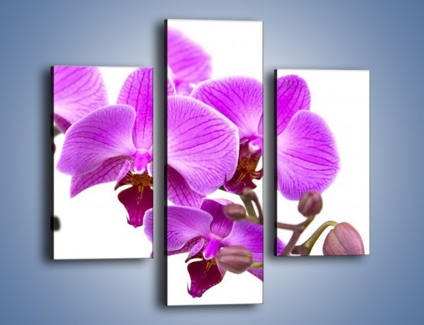 Obraz na płótnie – Samotne kwiaty bez dodatków – trzyczęściowy K870W3