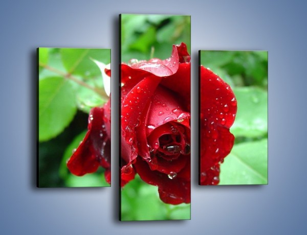 Obraz na płótnie – Zdrowa róża w ogrodzie – trzyczęściowy K875W3