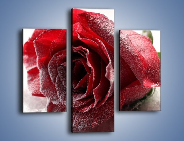 Obraz na płótnie – Zimne podłoże i czerwona róża – trzyczęściowy K933W3
