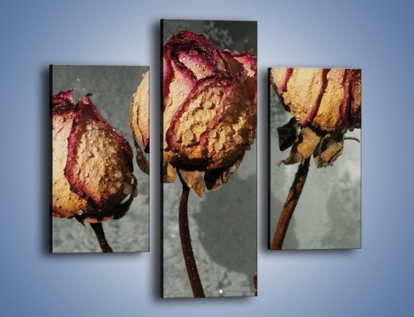 Obraz na płótnie – Ususzone zmoczone róże – trzyczęściowy K944W3