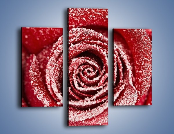 Obraz na płótnie – Szron na różanych płatkach – trzyczęściowy K958W3