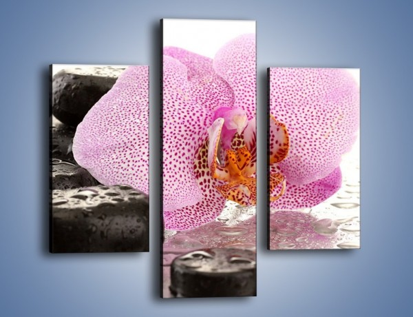 Obraz na płótnie – Kwiat otoczony kamieniami – trzyczęściowy K967W3