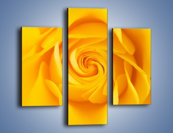 Obraz na płótnie – Moc żółtej róży – trzyczęściowy K989W3