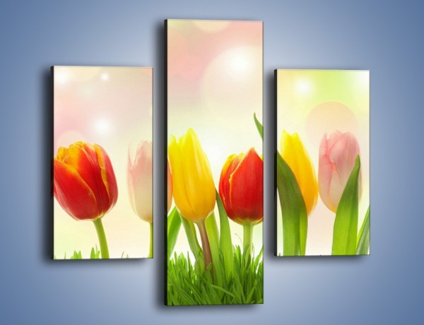 Obraz na płótnie – Sześć małych tulipanków – trzyczęściowy K996W3
