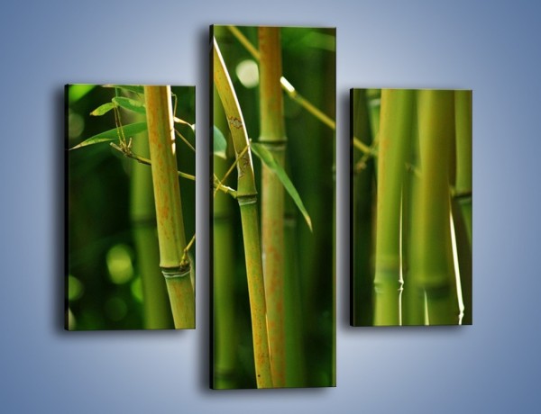 Obraz na płótnie – Bambusowe łodygi z bliska – trzyczęściowy KN118W3