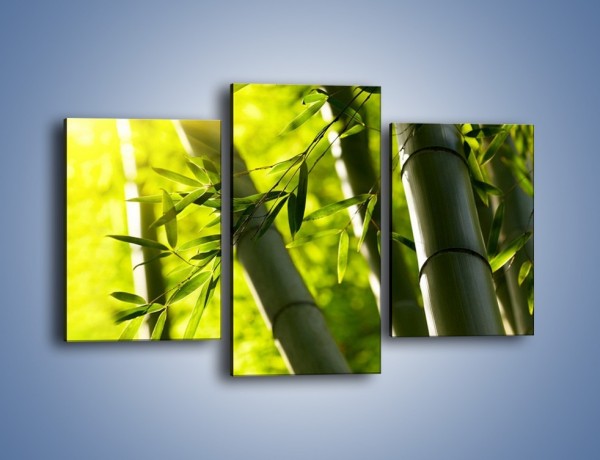 Obraz na płótnie – Twarde łodygi bambusa – trzyczęściowy KN1314AW3