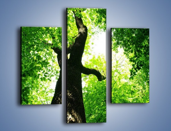 Obraz na płótnie – Drzewo bardzo wysokie – trzyczęściowy KN344W3